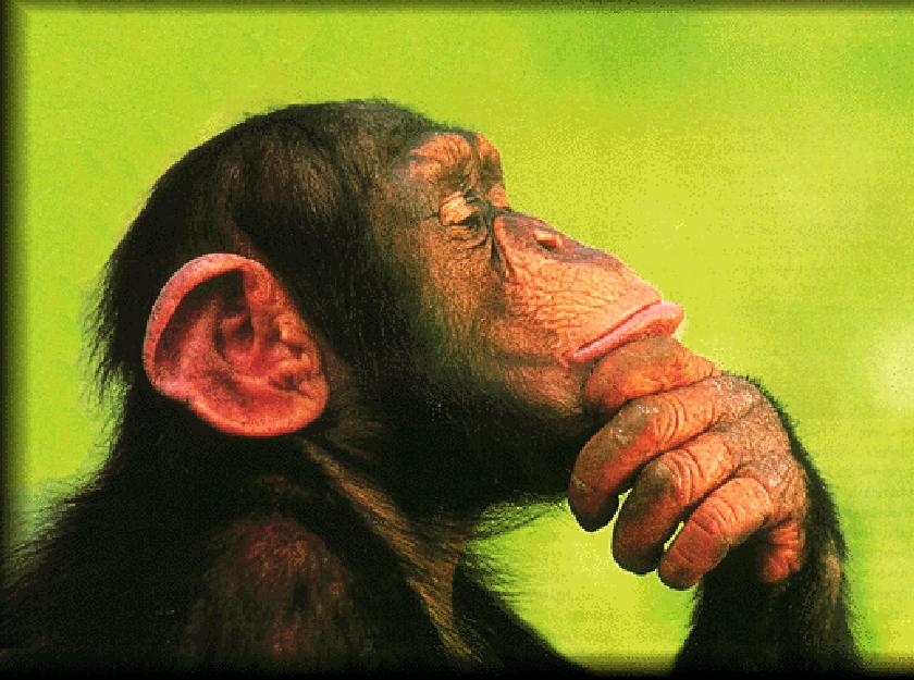 Chimp thinking